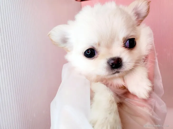 ID:2102-01323の子犬
