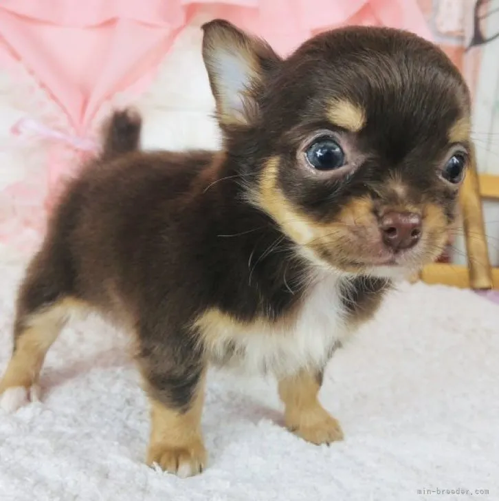 ID：2307-03557の子犬