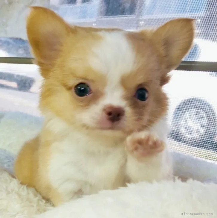 ID：2306-02969の子犬