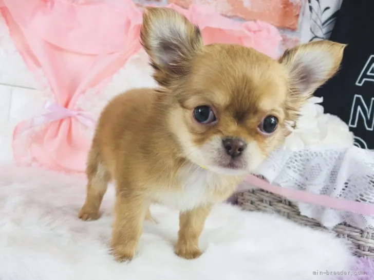 ID:2112-03337の子犬