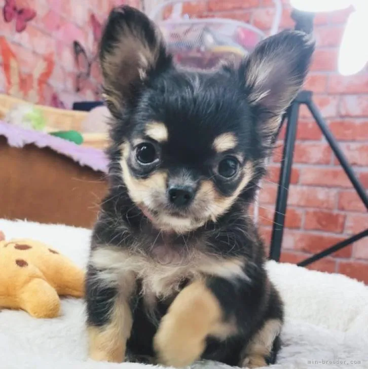 ID：2209-00166の子犬