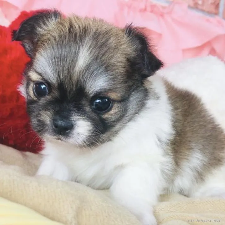 ID:2212-00280の子犬