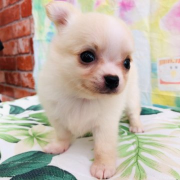 チワワ(ロング)【神奈川県・男の子・2020年8月5日・クリーム】の写真「可愛い男の子♡」