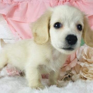 カニンヘンダックスフンド(ロング)【神奈川県・男の子・2022年8月13日・クリーム】の写真「キレイな顔立ちのイケメンくん♡     (K6)」