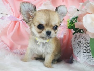 チワワ(ロング)【神奈川県・女の子・2021年10月20日・フォーン】の写真「☆極小☆おチビなかわい子ちゃん♡    (K28)」
