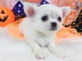 チワワ(ロング)【神奈川県・男の子・2021年9月4日・クリーム】の写真1