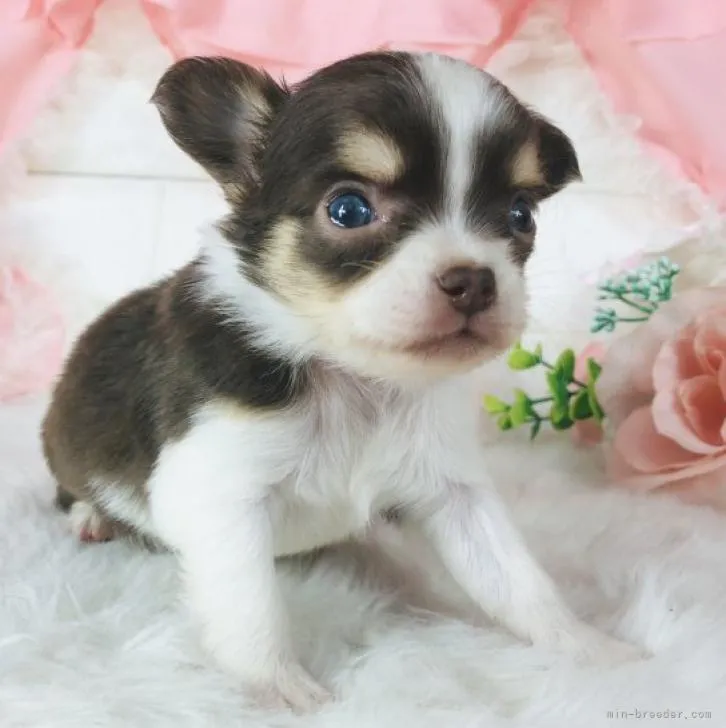 ID：2212-00060の子犬