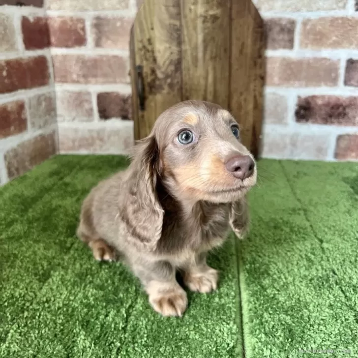 ID：2504-01297の子犬