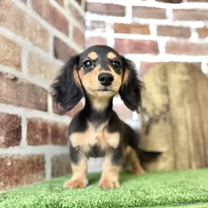 ID:2410-01921の子犬