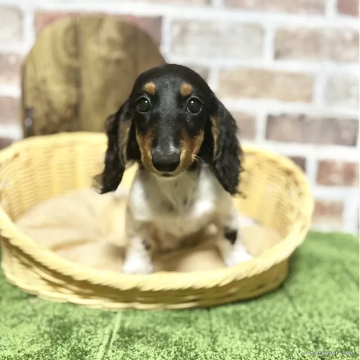 正義の味方まぁくん 様のお迎えした子犬