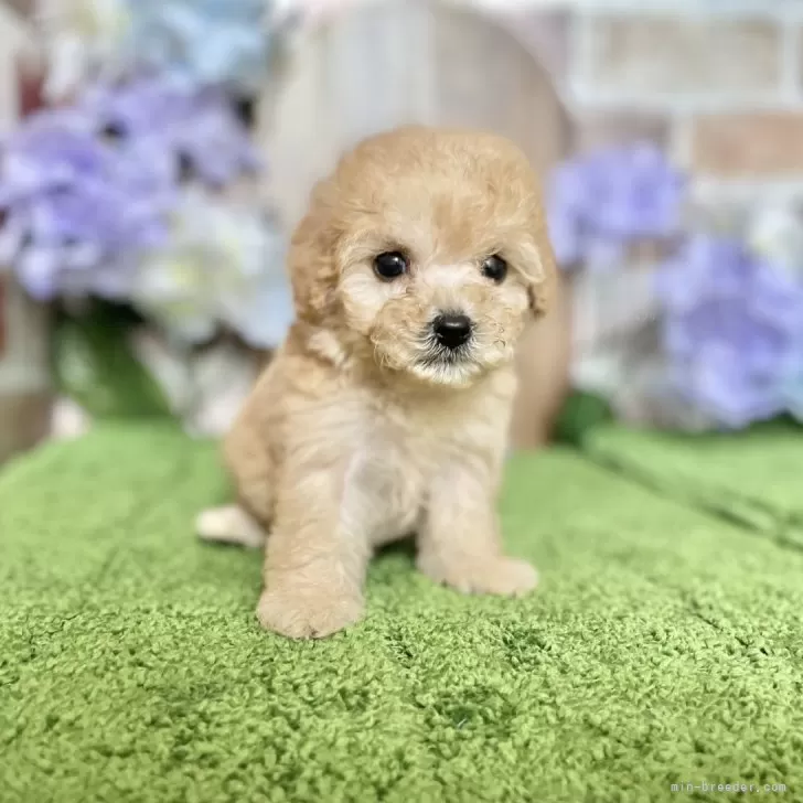 ID:2406-02493の子犬