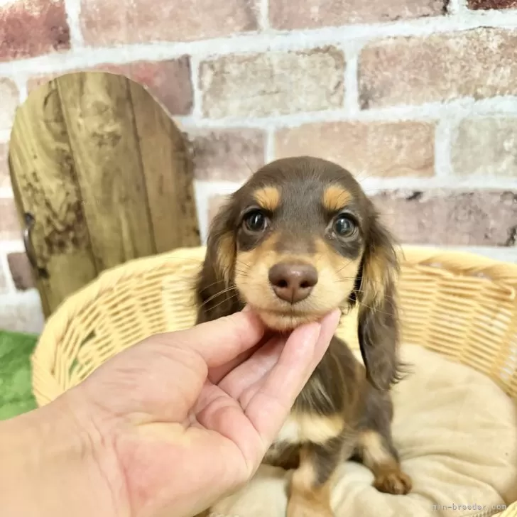 ID：2411-00481の子犬