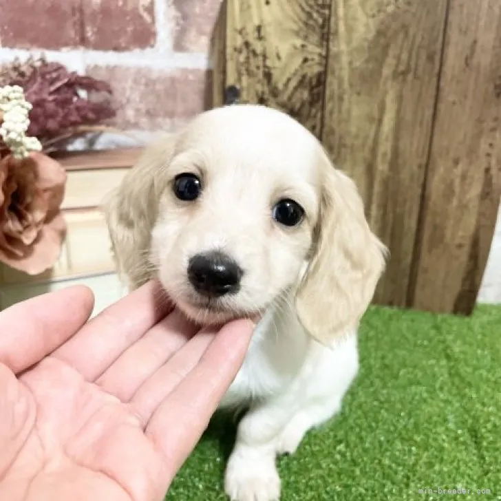 ID：2312-00418の子犬