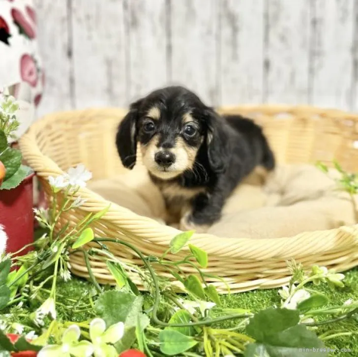 ID:2304-00859の子犬