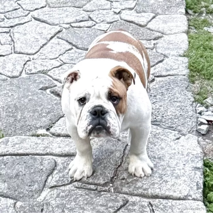 ID:2501-07764の子犬