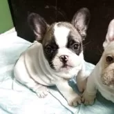 フレンチブルドッグ