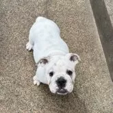 ブルドッグ