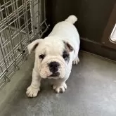 ブルドッグ