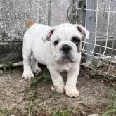 ブルドッグ