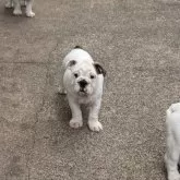 ブルドッグ