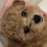 タイニープードル