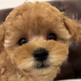 トイプードル(タイニー)