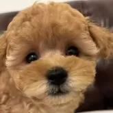 タイニープードル