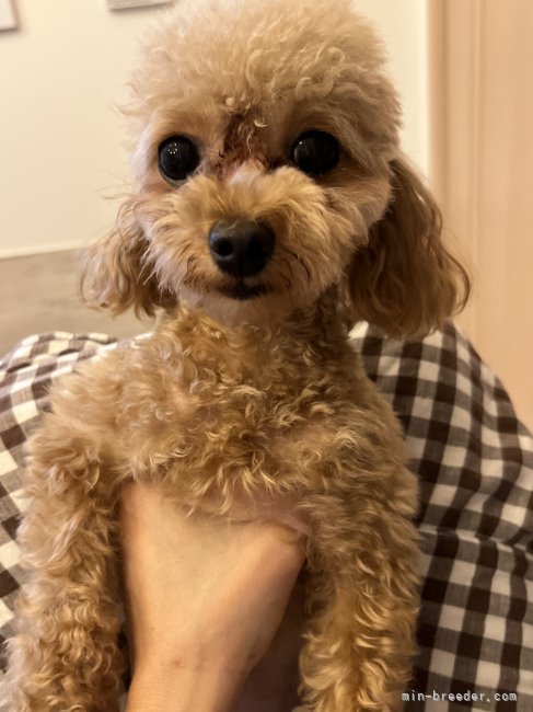 ティーカッププードル【・女の子・2021年12月16日・アプリコット】