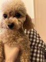 ティーカッププードル【・女の子・2021年12月16日・アプリコット】