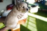ゴールデンレトリバー【千葉県・男の子・2025年8月14日・ゴールド】の写真11
