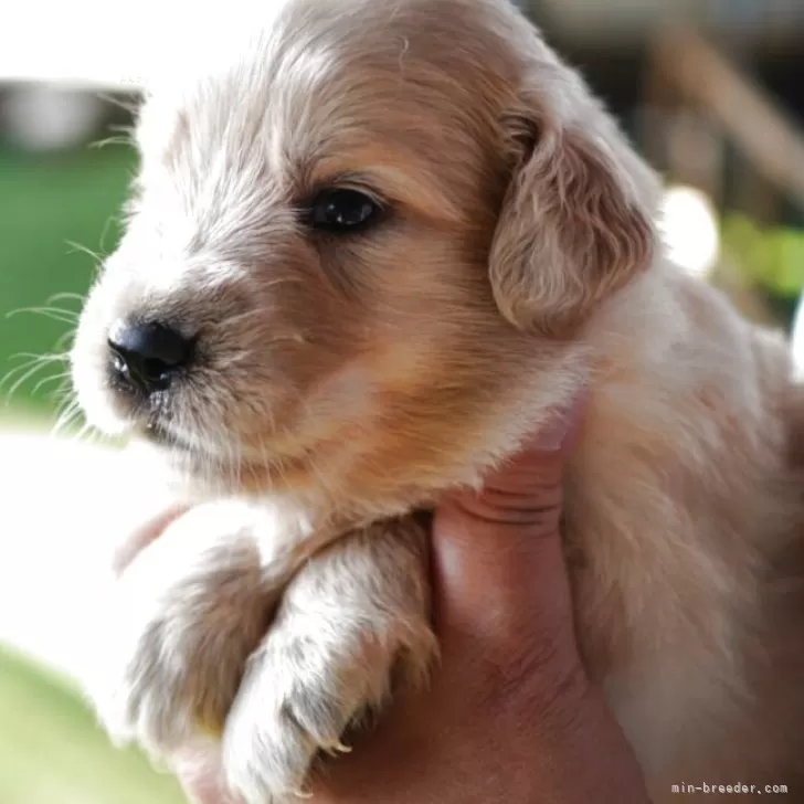 K.K 様のお迎えした子犬