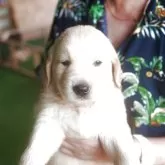 ゴールデンレトリバー【千葉県・男の子・2025年6月8日・ゴールド】の写真1「仔犬は来られた方から順番に全て紹介したうえで選んでいただいております」