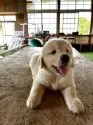ゴールデンレトリバー【千葉県・女の子・2025年6月7日・ゴールド】の写真6