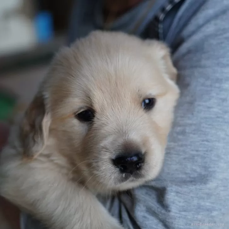 Hu 様のお迎えした子犬