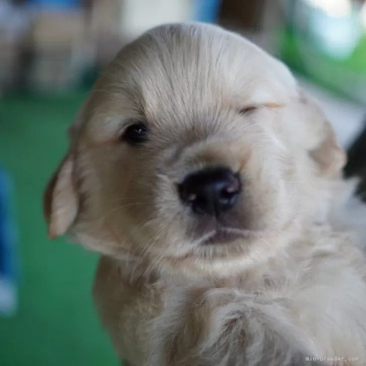 ID：2406-01284の子犬