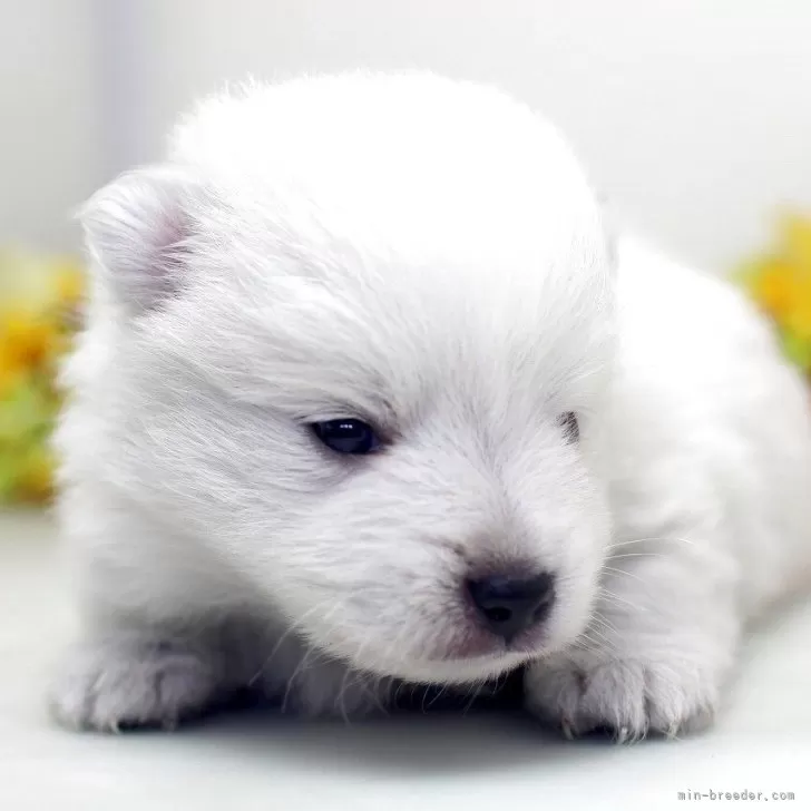 ID:2507-04156の子犬