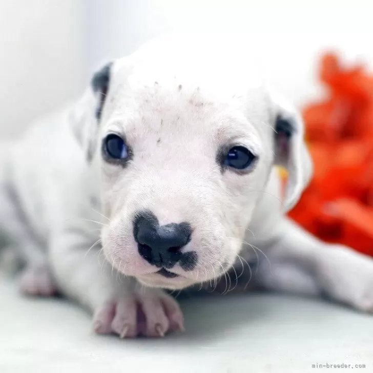 ダルメシアン【埼玉県・女の子・2025年11月8日・ホワイト&amp;ブラック】の写真1