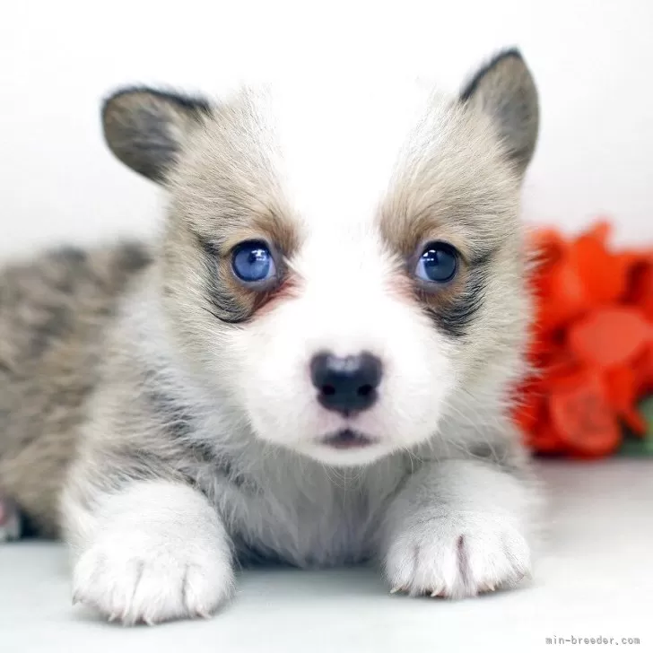 ID:2507-04150の子犬