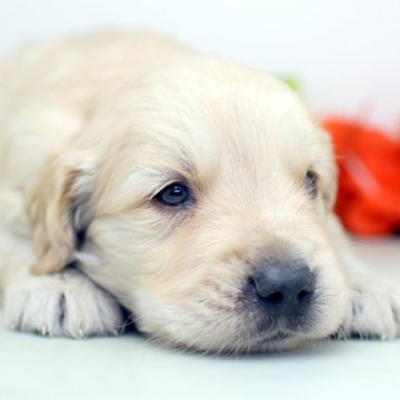 ゴールデンレトリバー【埼玉県・女の子・2025年10月19日・ゴールド】の写真「兄弟スクスク成長中♫」