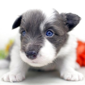 ボーダーコリー【埼玉県・男の子・2025年9月10日・ブルー&ホワイト】の写真「兄弟仲良く成長中！両親共に会えますよ　♬」