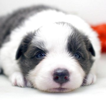 ボーダーコリー【埼玉県・女の子・2025年8月12日・ブルー&ホワイト】の写真「兄弟仲良く成長中！両親共に会えますよ♬」