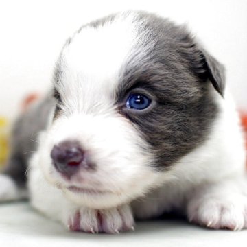 ボーダーコリー【埼玉県・女の子・2025年8月12日・ブルー&ホワイト】の写真「兄弟仲良く成長中！両親共に会えますよ♬」