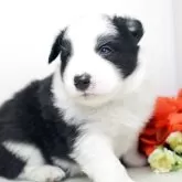 ボーダーコリー