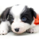 ボーダーコリー