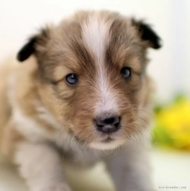 ID:2403-01618の子犬