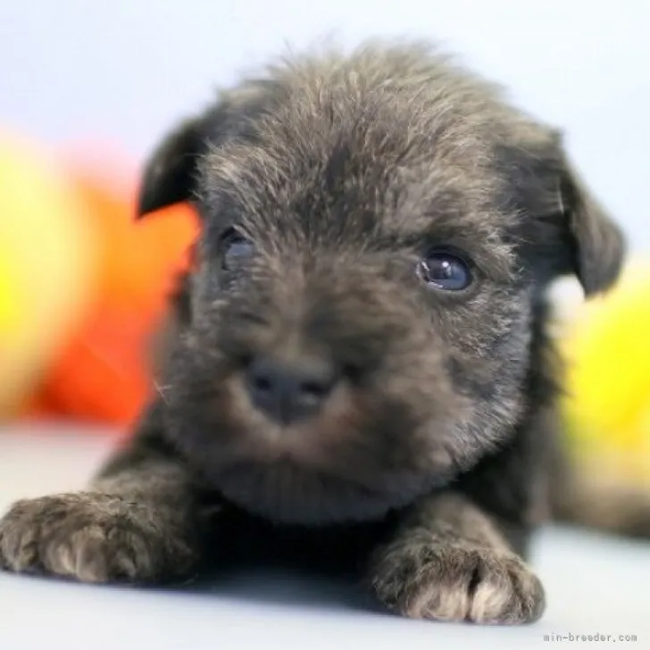 ID：2306-01184の子犬