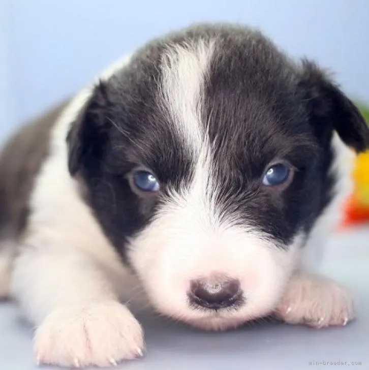 ID:2209-01480の子犬