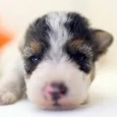 ワイアーフォックステリア【埼玉県・男の子・2023年7月10日・ブラックタン&ホワイト】の写真1