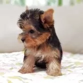 ヨークシャーテリア【兵庫県・女の子・2025年9月30日・スチールブルー&タン】の写真4