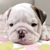 ブルドッグ【兵庫県・男の子・2025年6月9日・レッド&ホワイト】の写真6